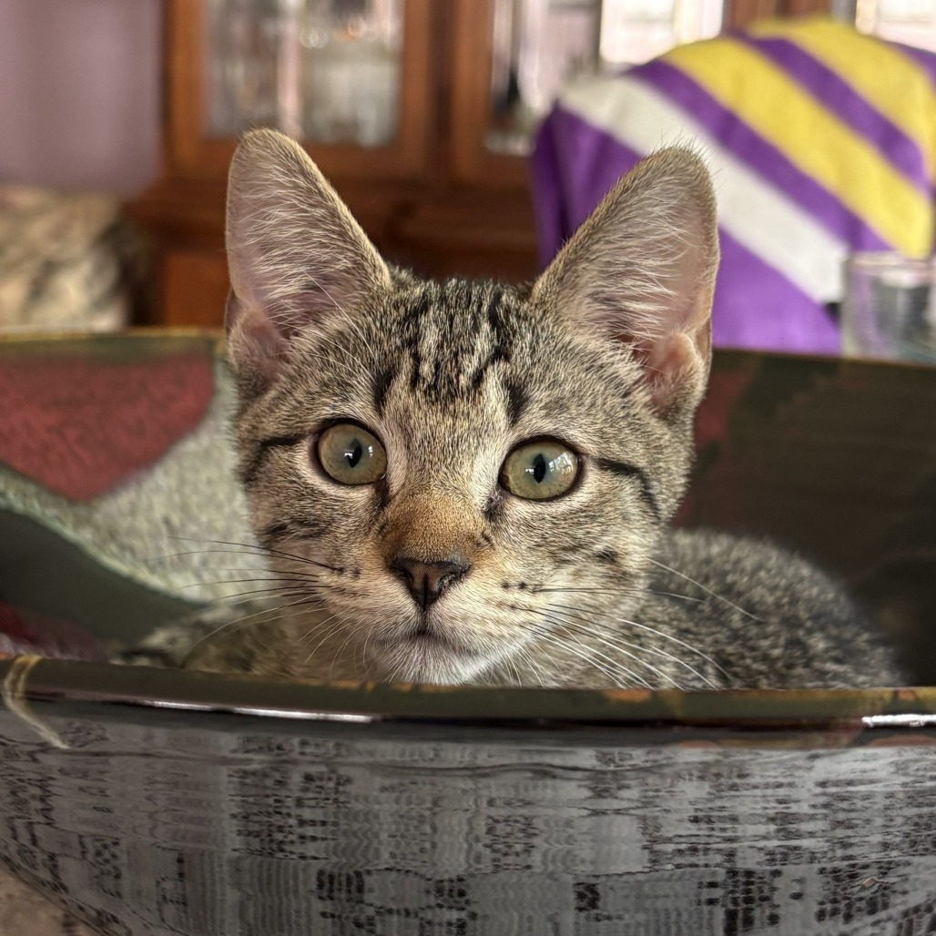Savannah