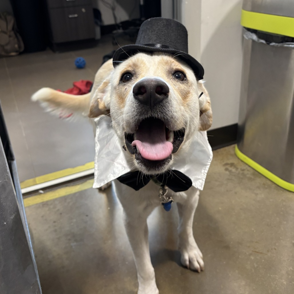 AANG - Mixed Breed (Medium) available for adoption