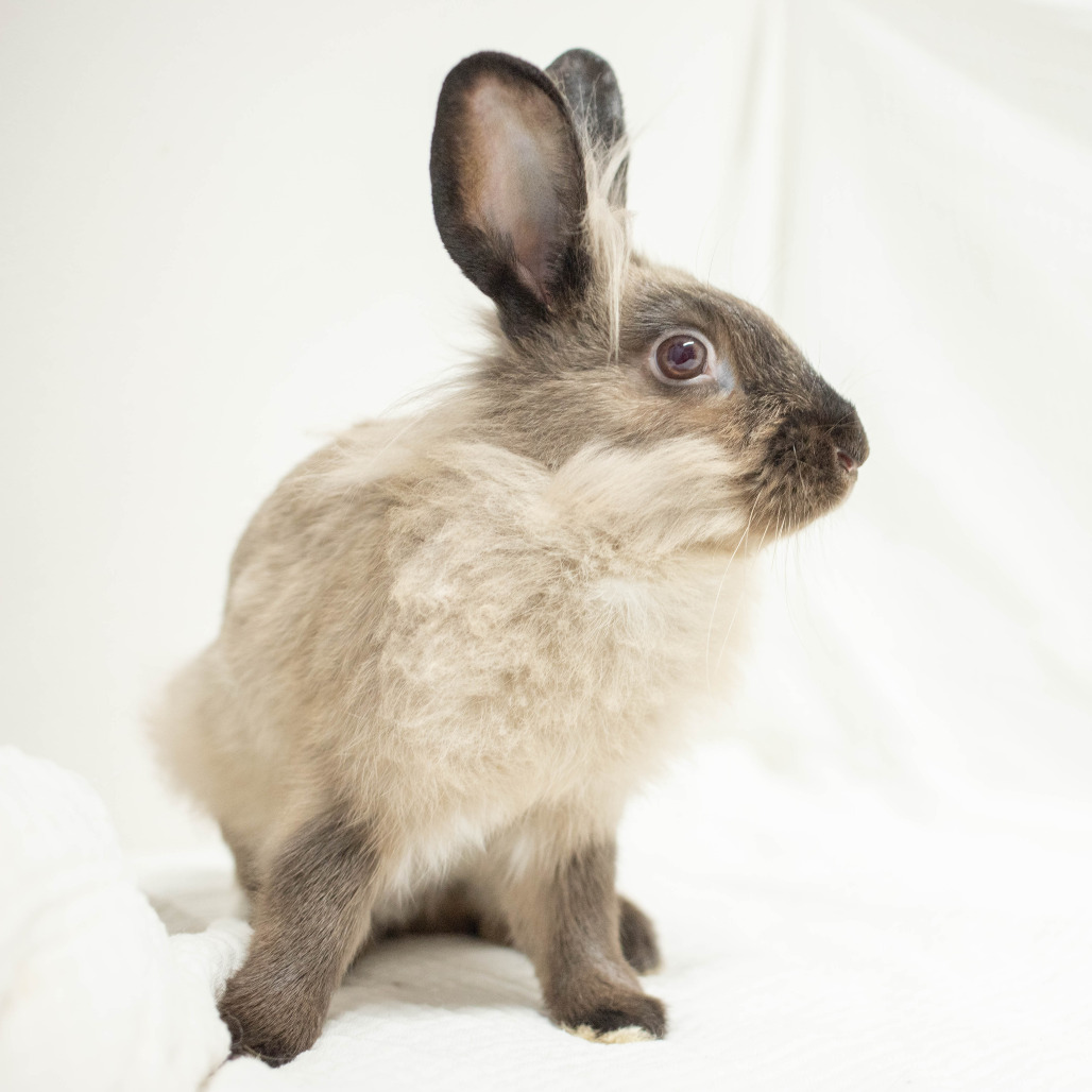 Basil Stag Hare, photo 5