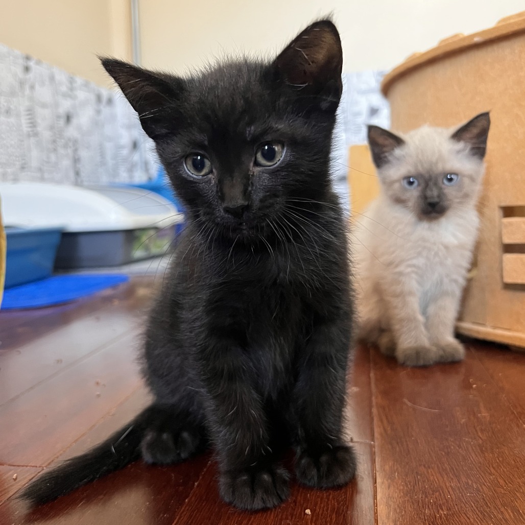 WASABI - Domestic Shorthair available for adoption