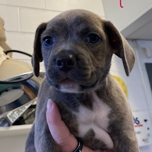 AUTUMN - Bulldog, French / Beagle available for adoption