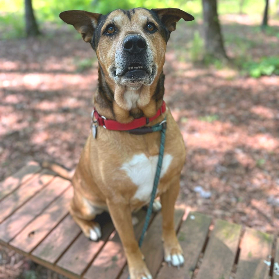 Nibbler, photo 4