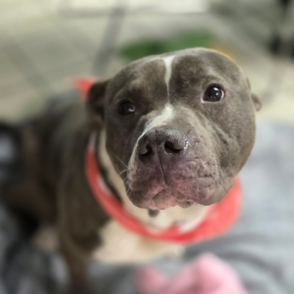 Bruce — thumbnail 4