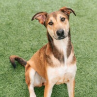LILO - Hound / Mix available for adoption