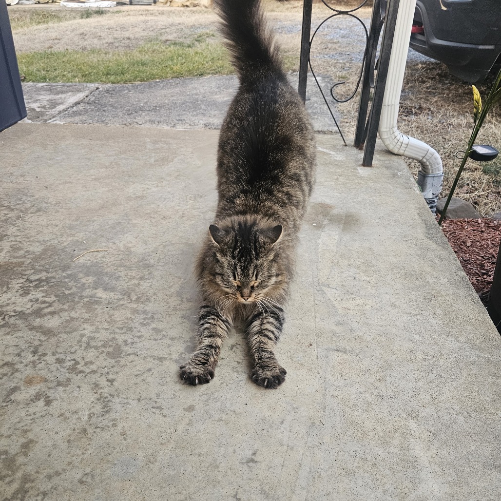 Sweetie — thumbnail 3