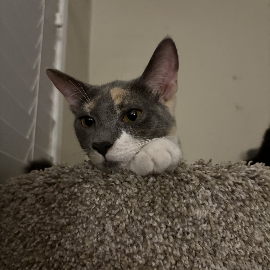 Cleo, photo 5
