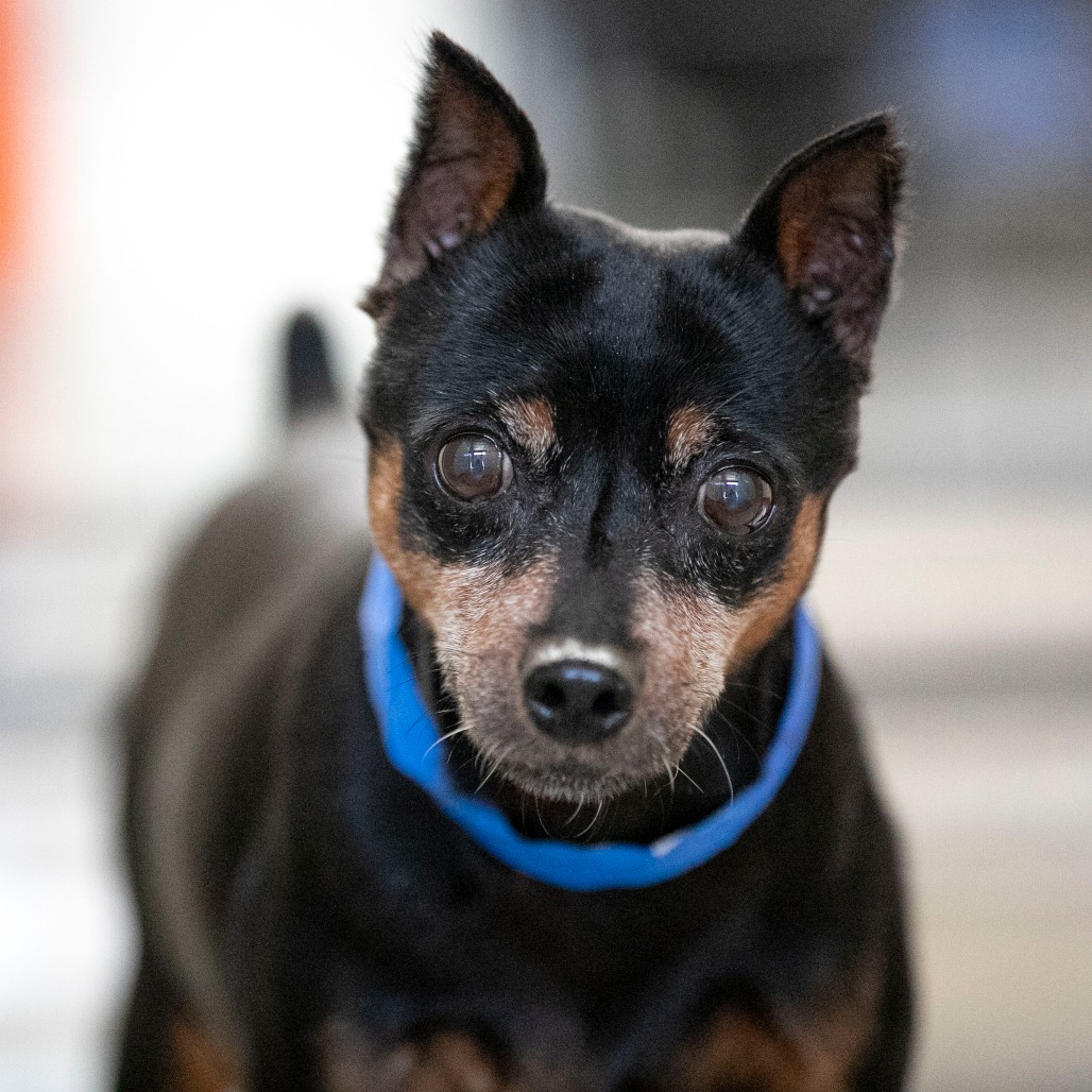 BRADY (AG26-200) - Pinscher / Miniature available for adoption
