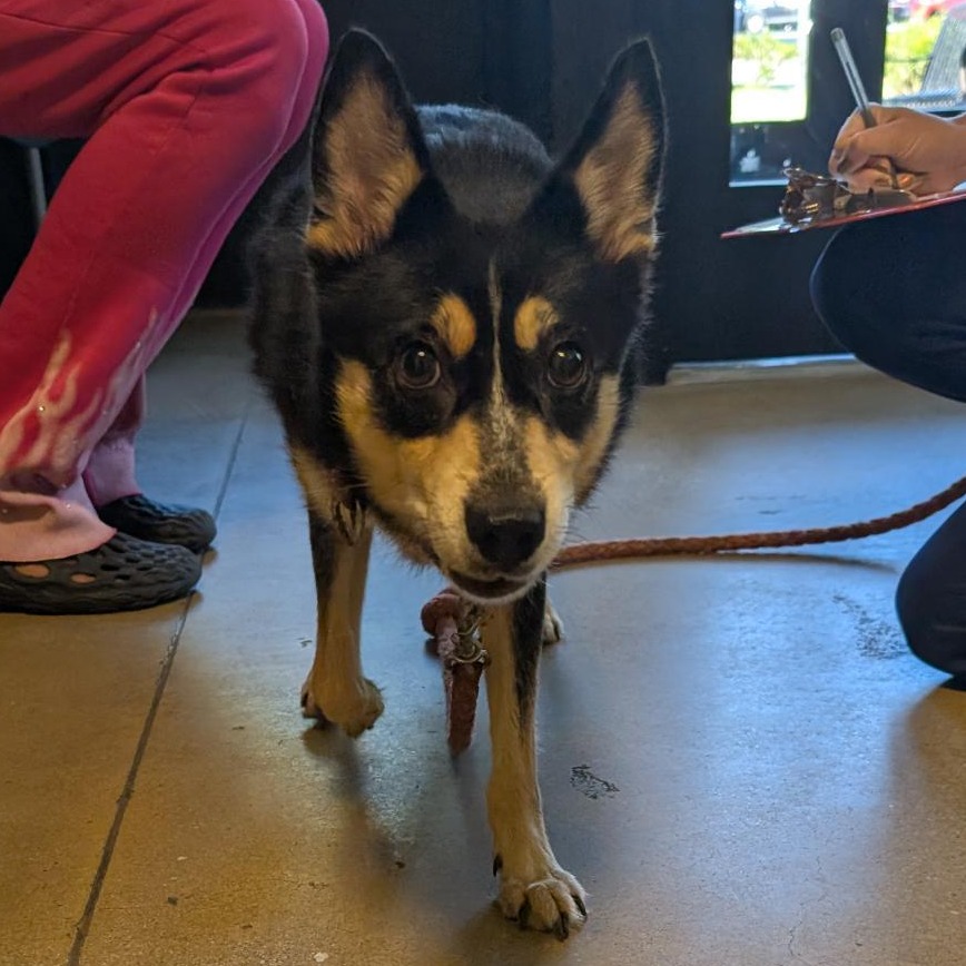 SCARLET BEGONIAS - Husky / Mixed Breed (Small) available for adoption