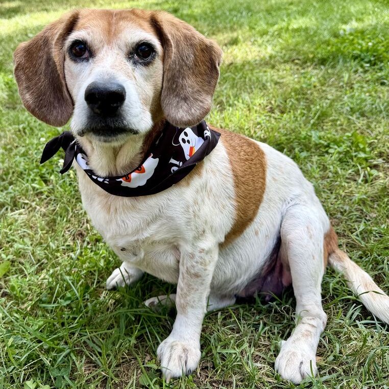 FRITO - Beagle for adoption in Dayton