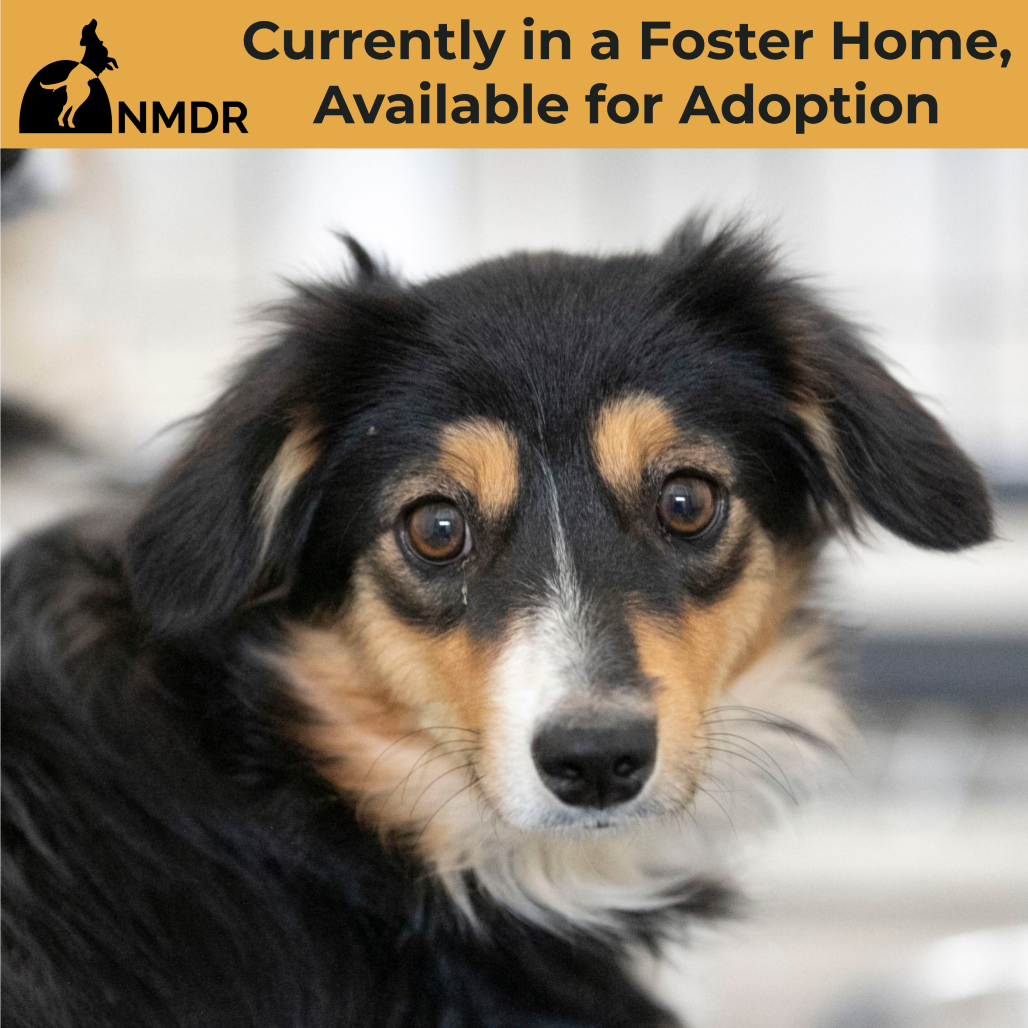 HERSHEY (JY26-94) - Shepherd / Australian  Miniature for adoption in Colorado Springs