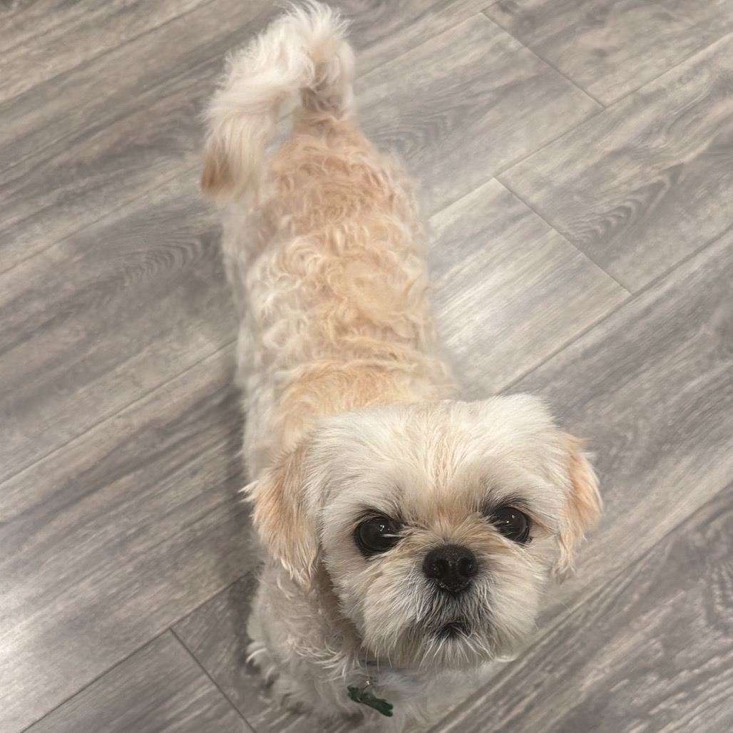 COWLICK - Shih Tzu for adoption in San Antonio