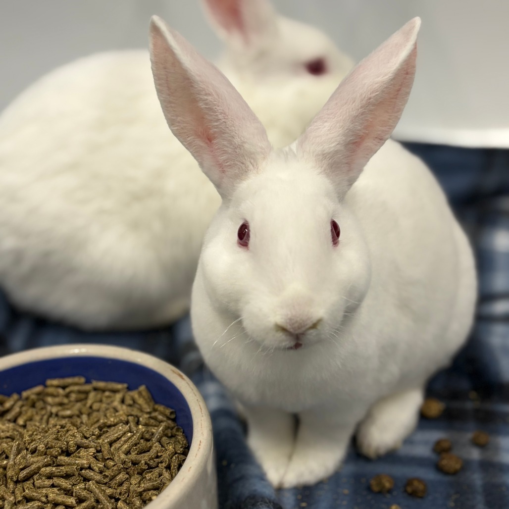 STARDUST - American Sable / Rex, Mini available for adoption