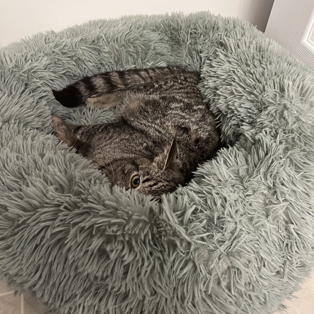 Valentino — thumbnail 2