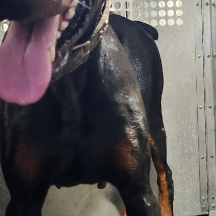 Doberman Pinscher
