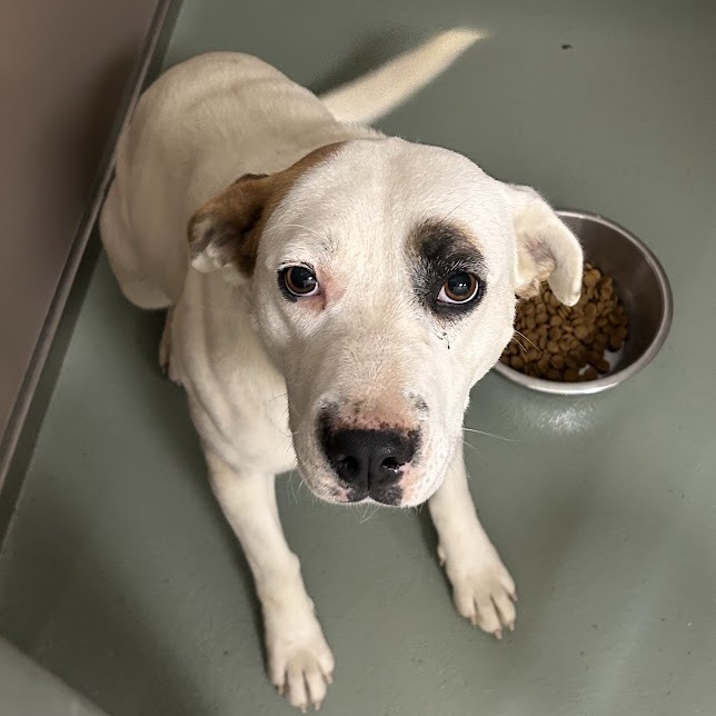 Cordelia — thumbnail 2