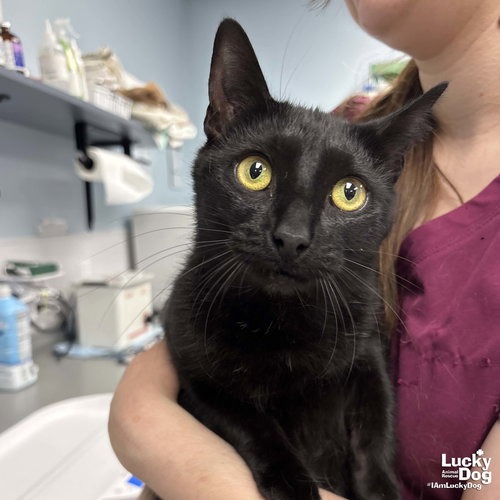 MOON - Domestic Shorthair available for adoption