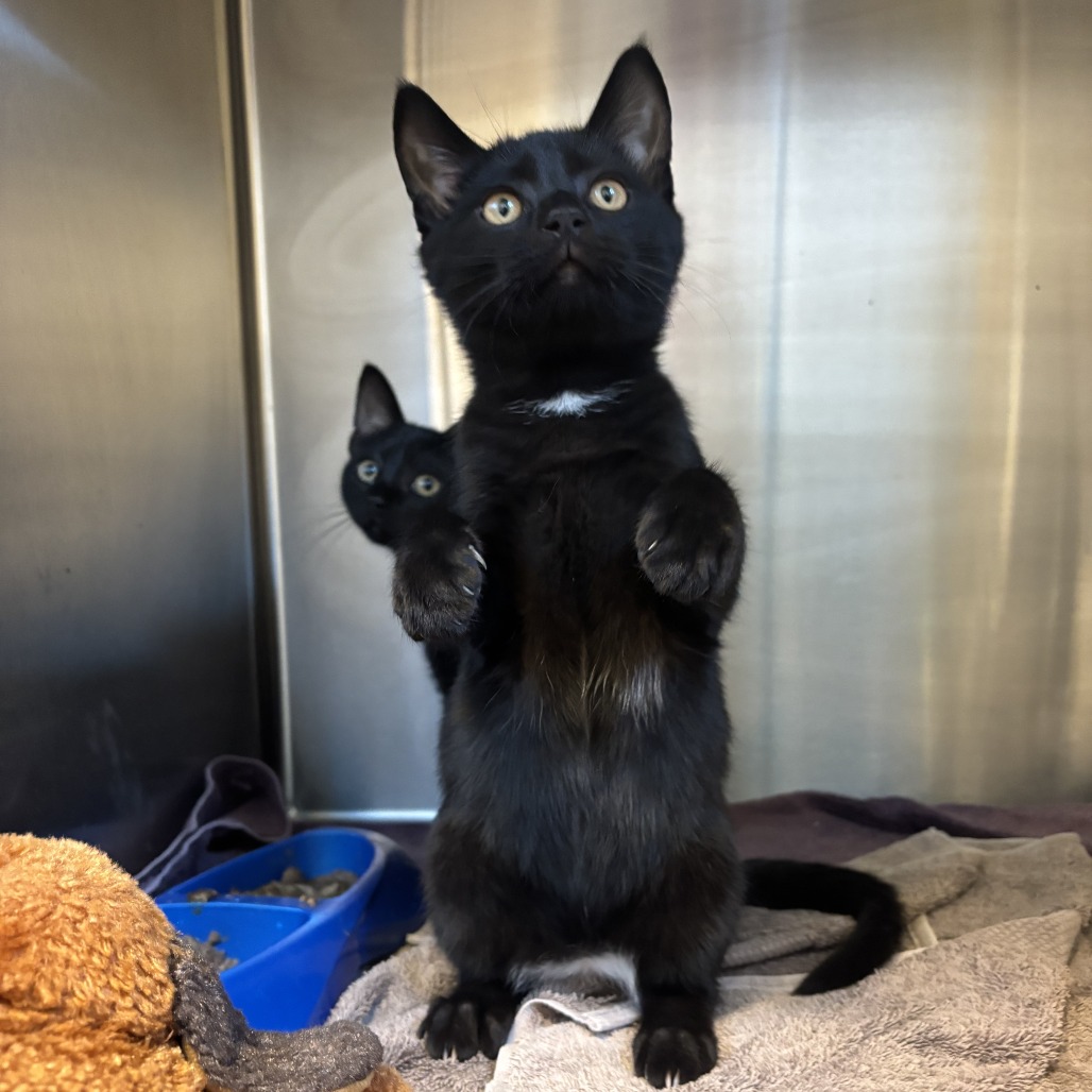 CARL - Domestic Shorthair available for adoption