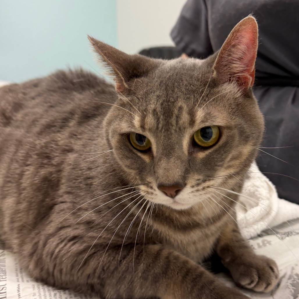 CHARLIE - Domestic Shorthair available for adoption
