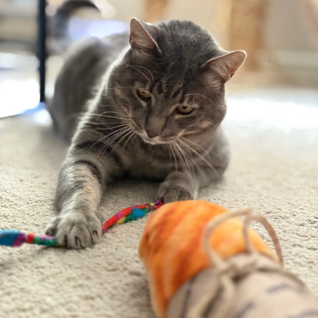 Animal namedThomasino