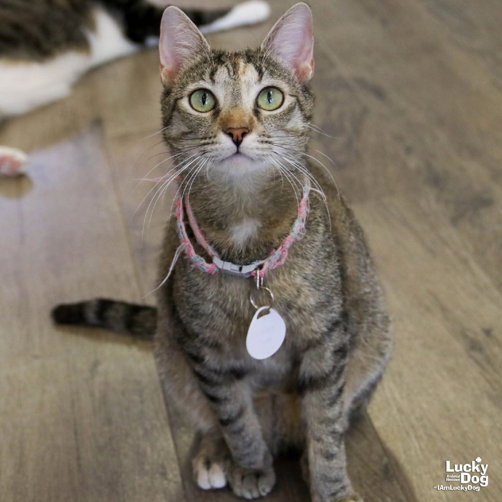 CALINA - Domestic Shorthair available for adoption