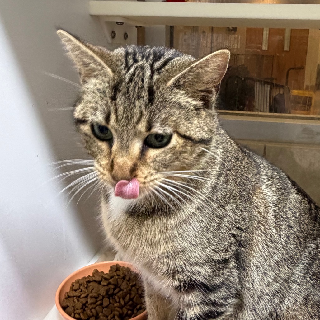 Fasa — thumbnail 7