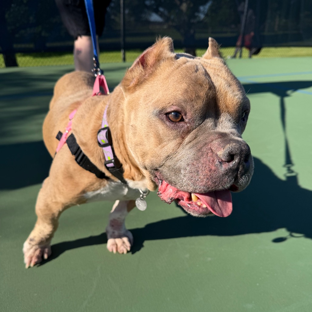 Dink, photo 26