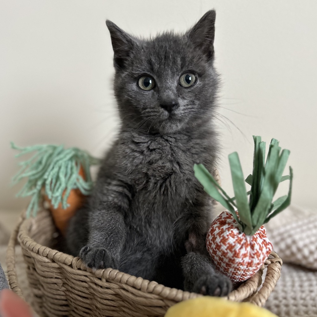 Chicken Little — thumbnail 3