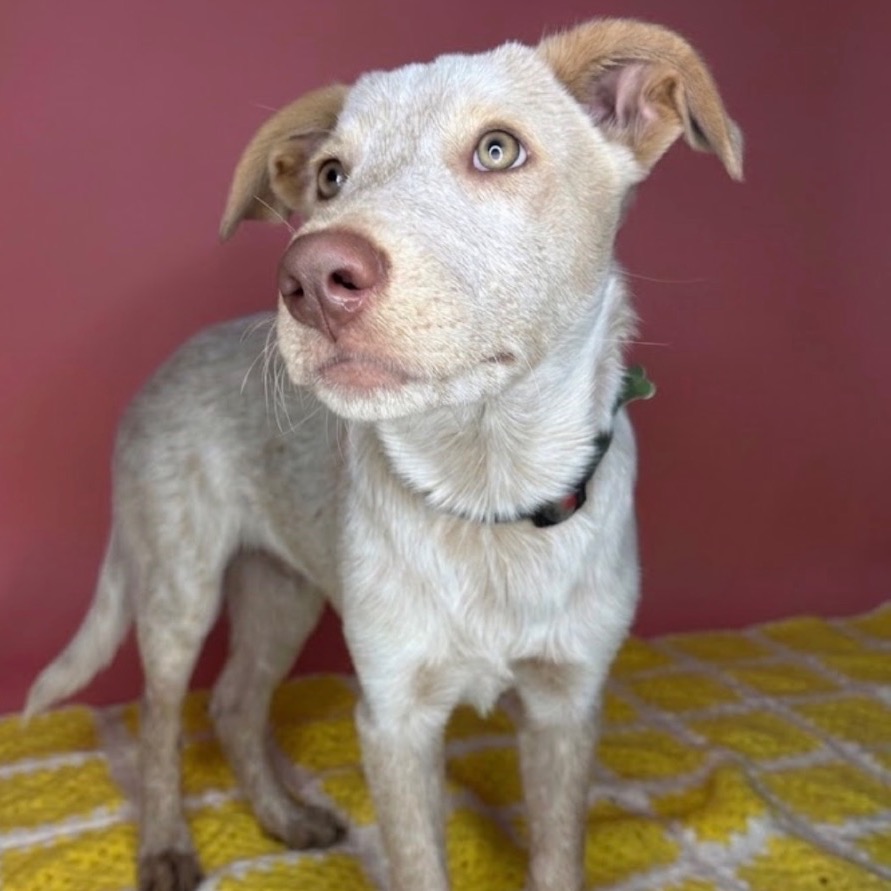 KIKI - Retriever / Labrador for adoption in San Antonio