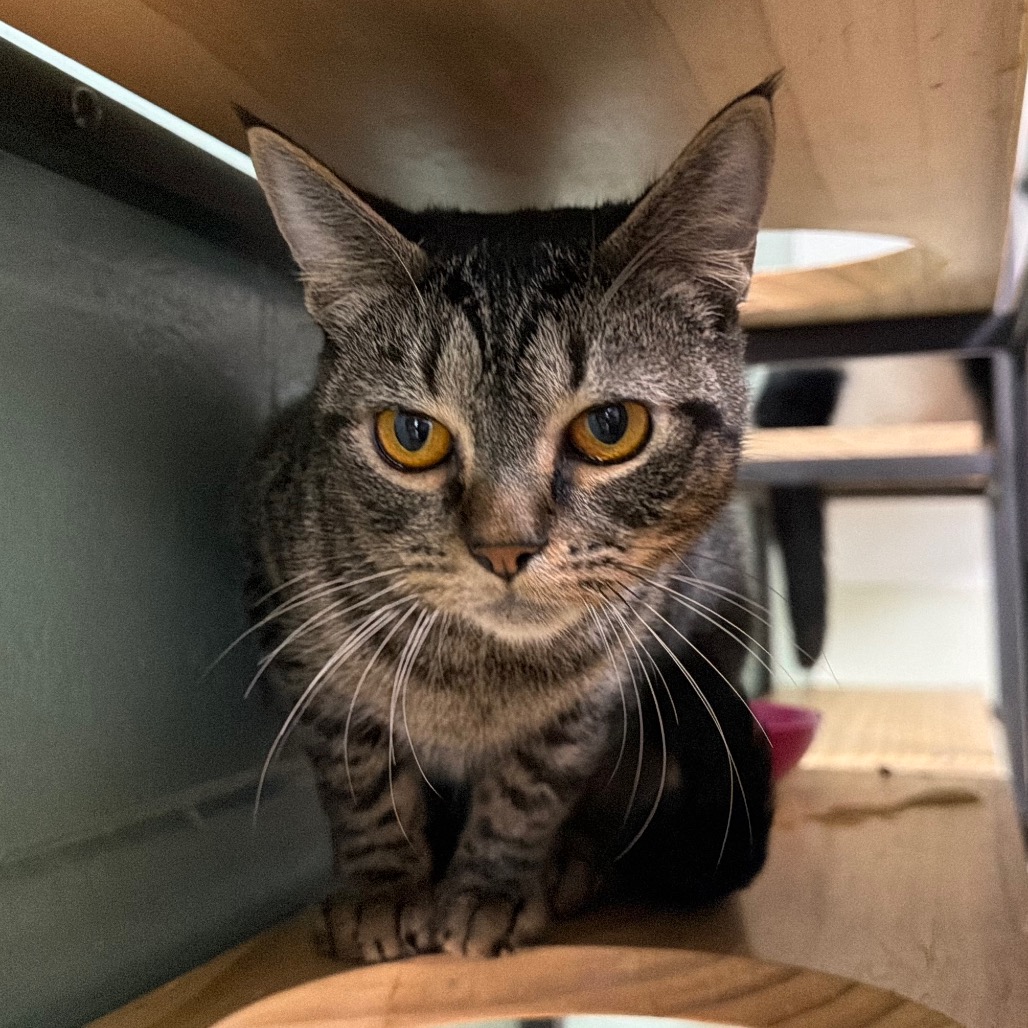 Yzma, photo 15