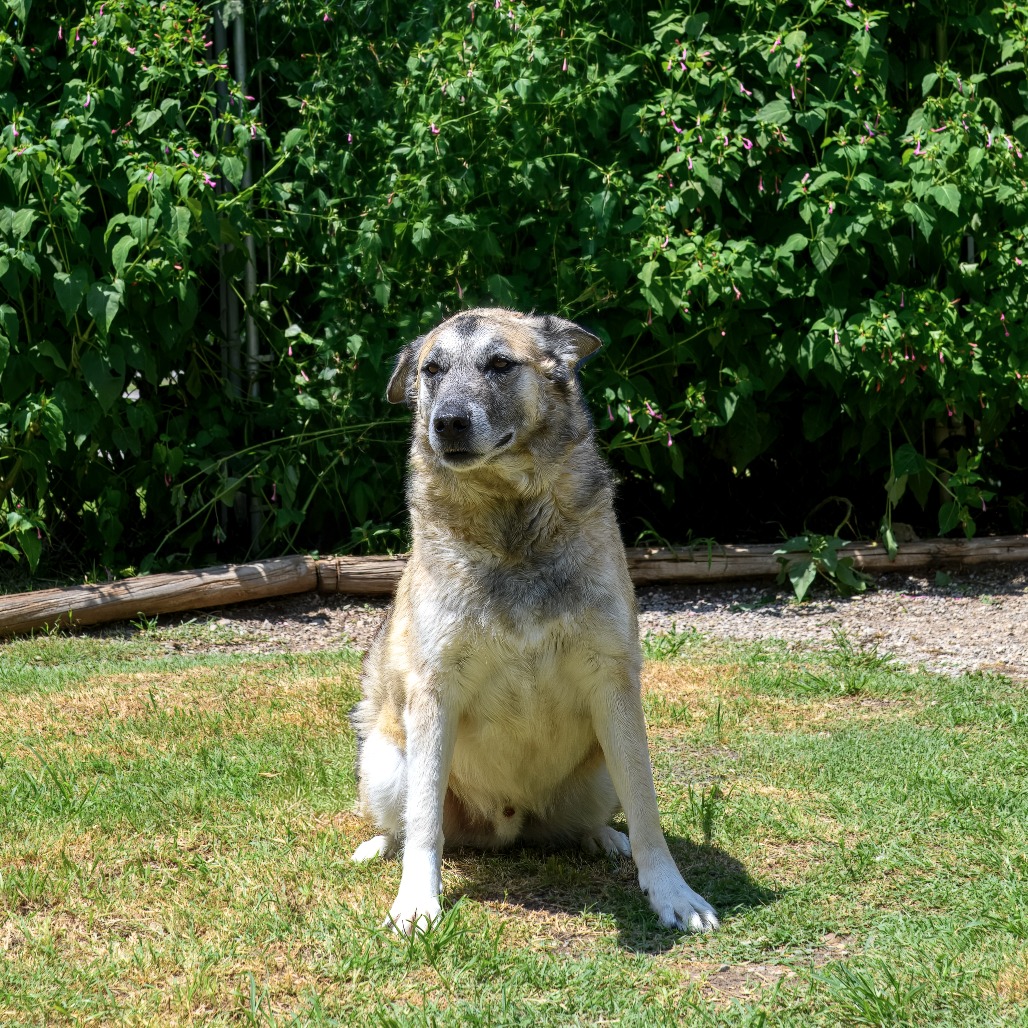 Samson, photo 9