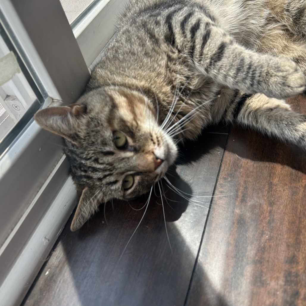 El gato