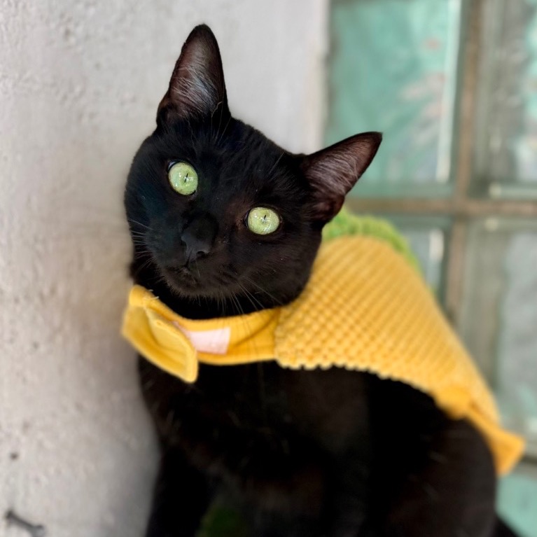 Photo of Sundae playing