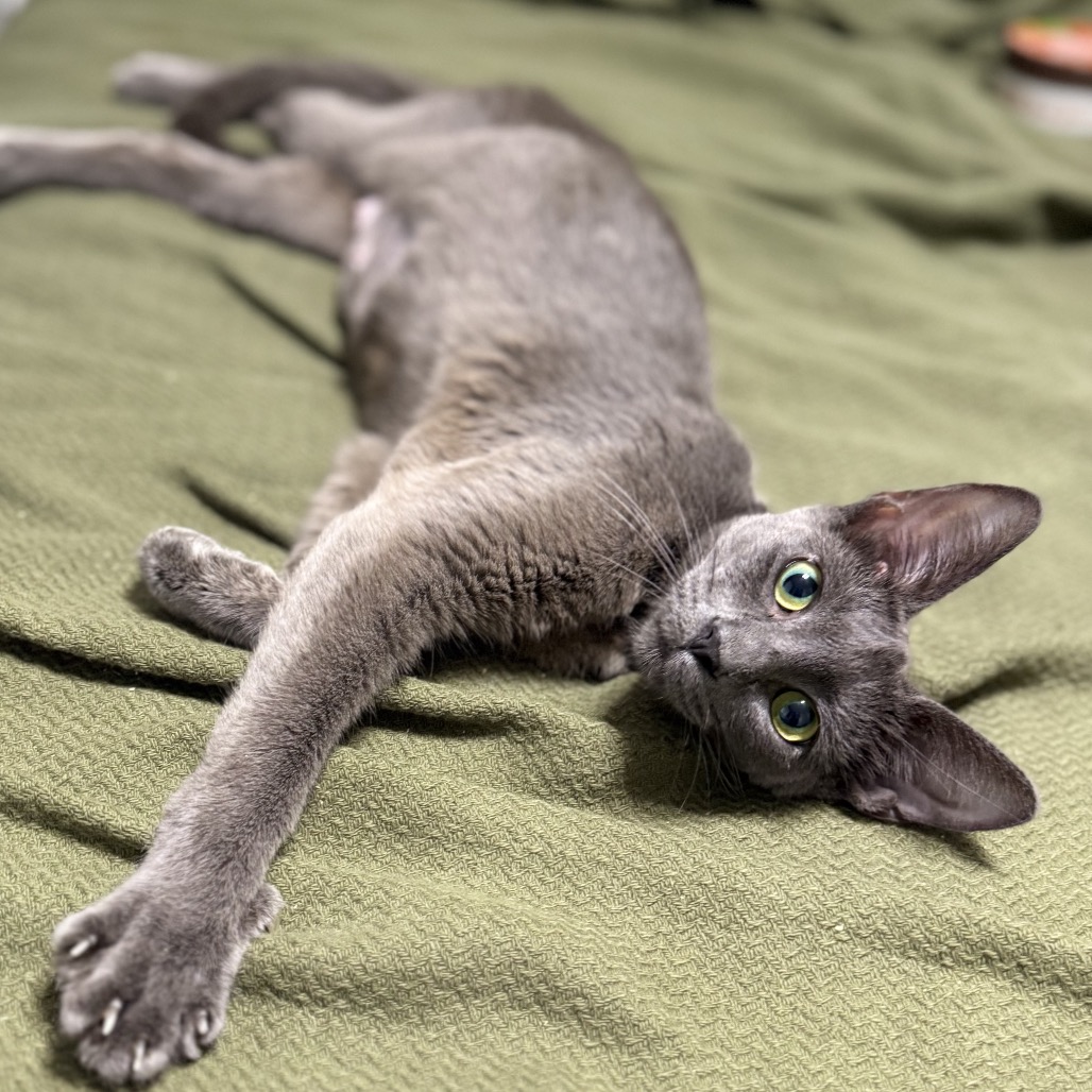 MAMA BAILEY - Domestic Shorthair available for adoption