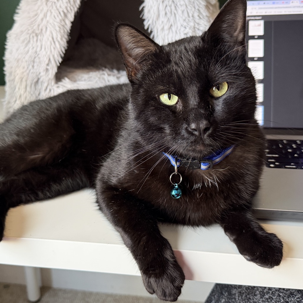 Haiku — thumbnail 2