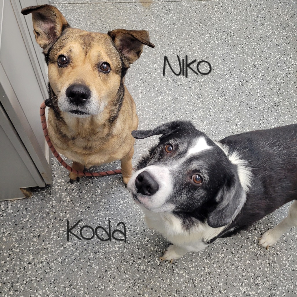 KODA — thumbnail 4