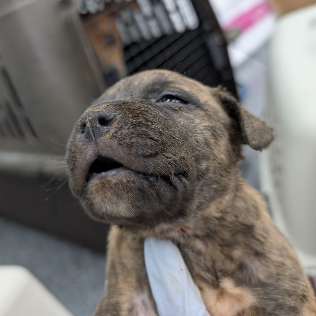 Mixed Breed