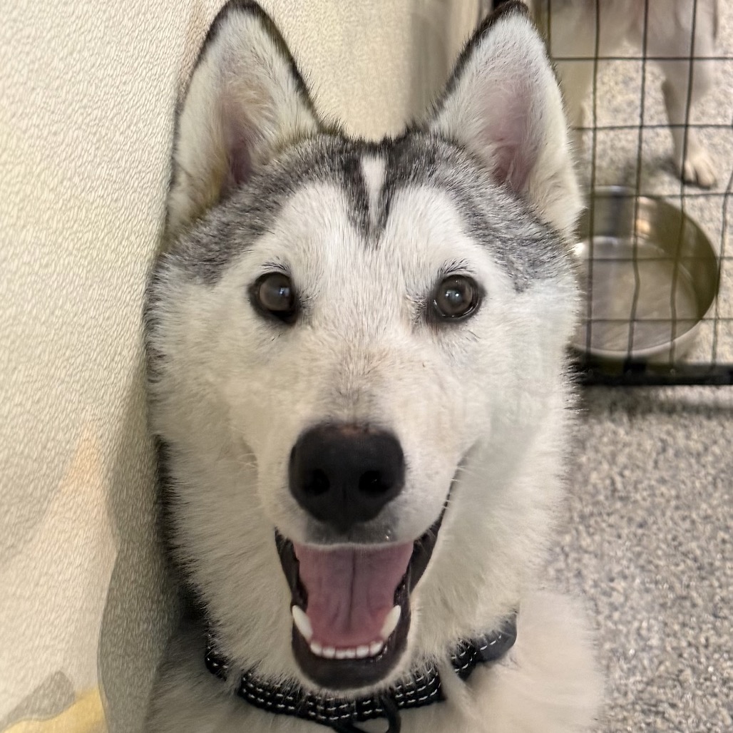 DOMINO - Husky available for adoption