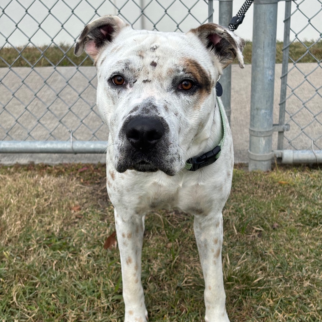 FERDINAN - Catahoula Leopard Dog / Retriever, Labrador available for adoption