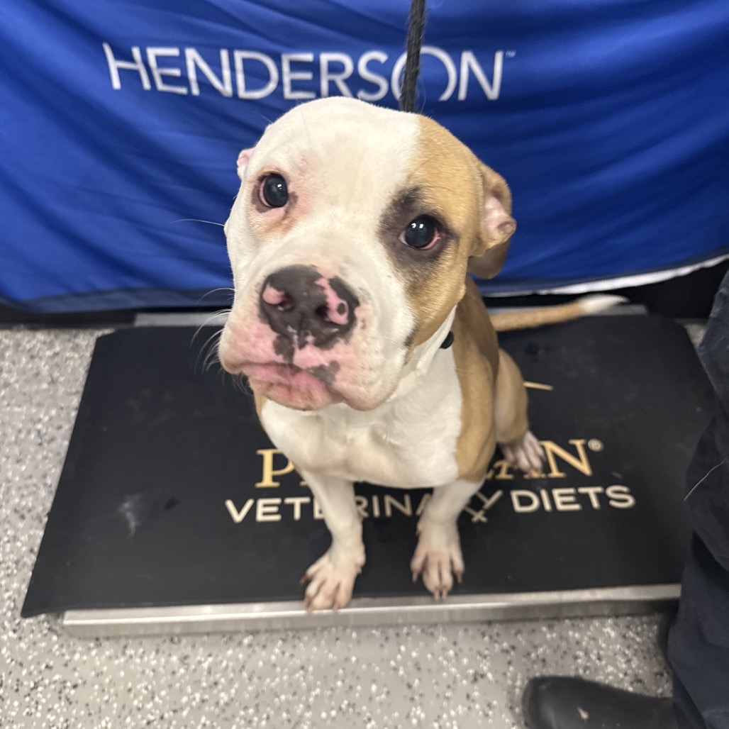 Ranger — thumbnail 2