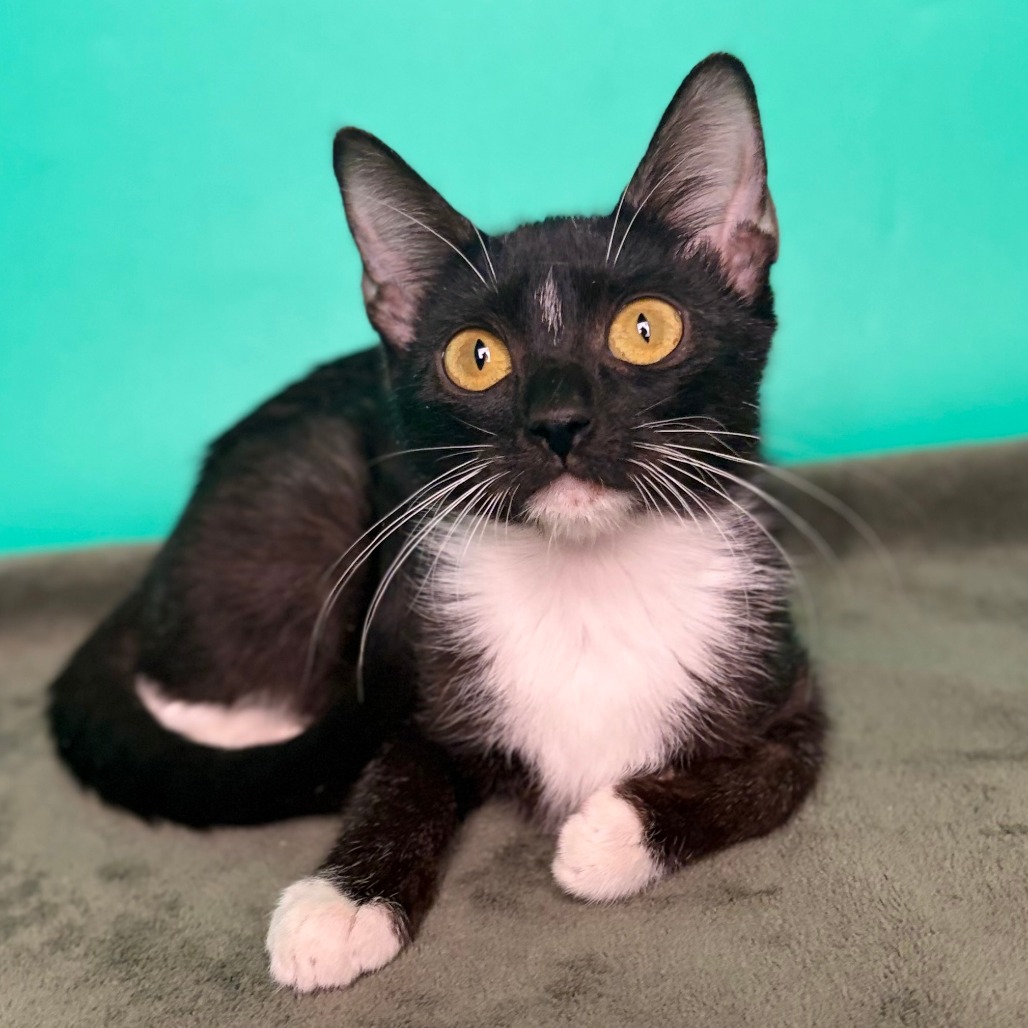 LACEY - Domestic Shorthair available for adoption