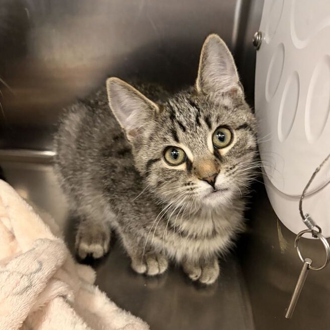 SAKURA - Domestic Shorthair available for adoption