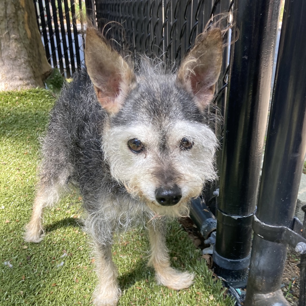 Brandy, adoptable senior Terrier, Wirehaired / Mixed Breed (Small)