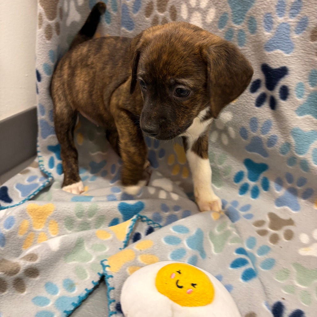 Zester — thumbnail 6