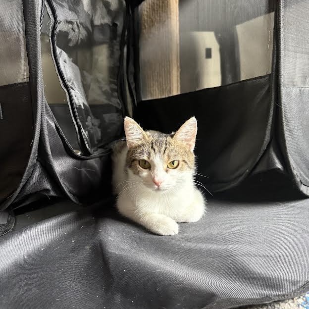 RICE KRISPIE - Domestic Shorthair available for adoption
