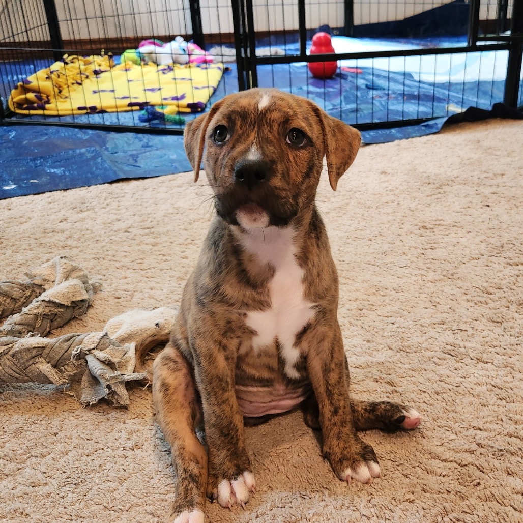 Miami Puppy - Willow