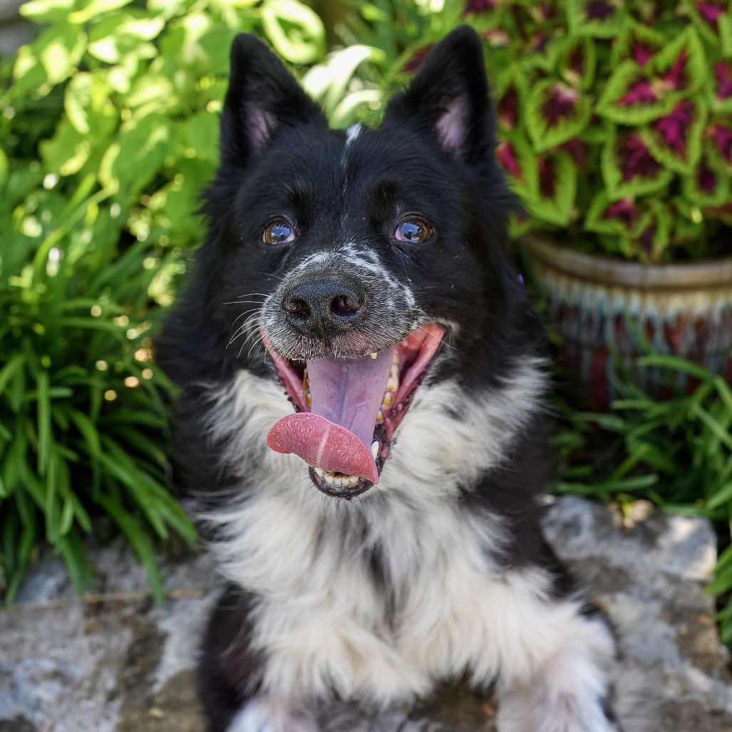 Photo of Tipper