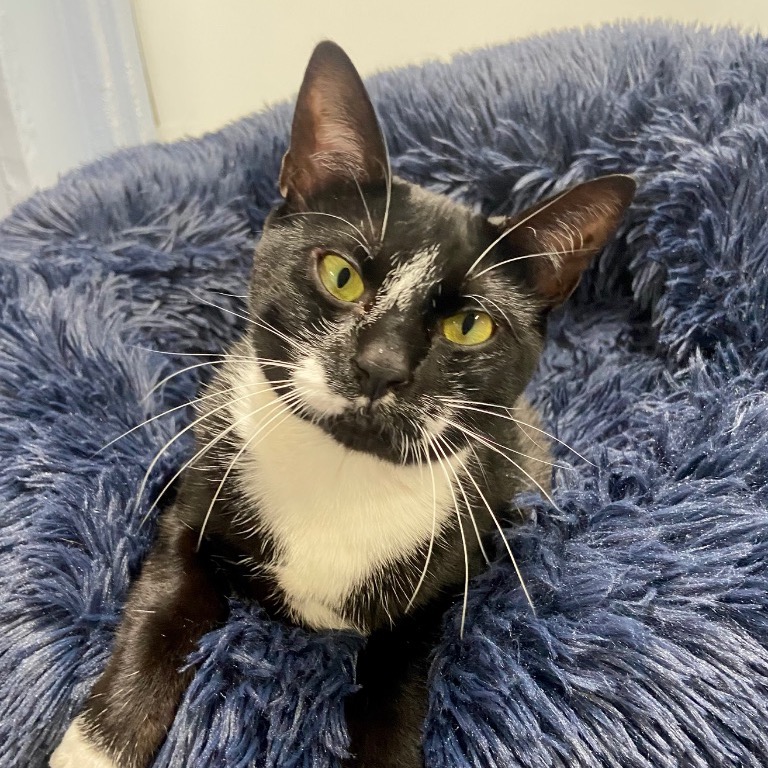 Close-up photo of Peta