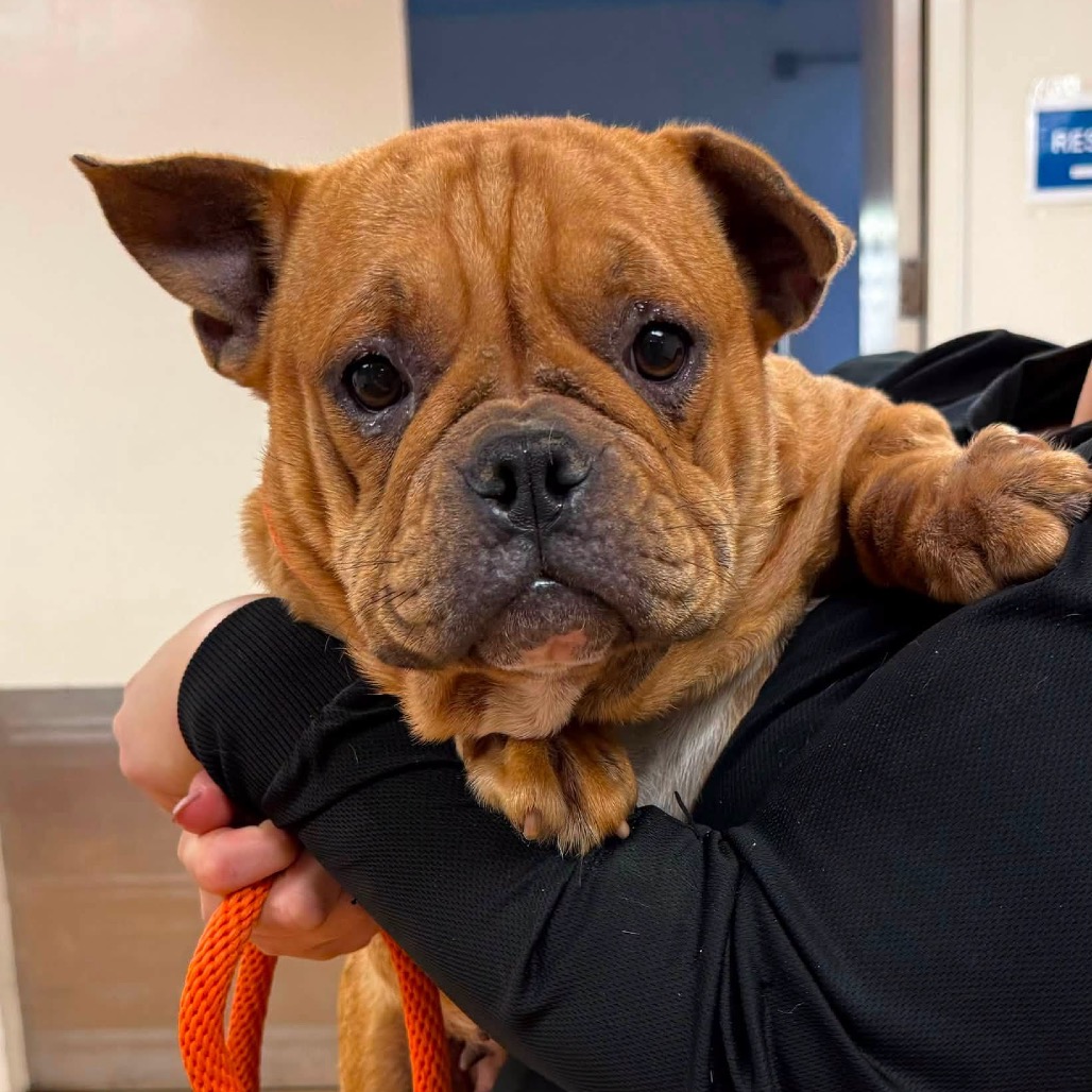 Wrinkly Walrus Potato Cheeseburger Baby Gorl