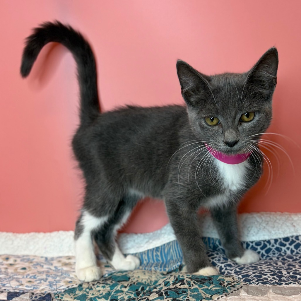 MARIE - Domestic Shorthair / Russian Blue available for adoption