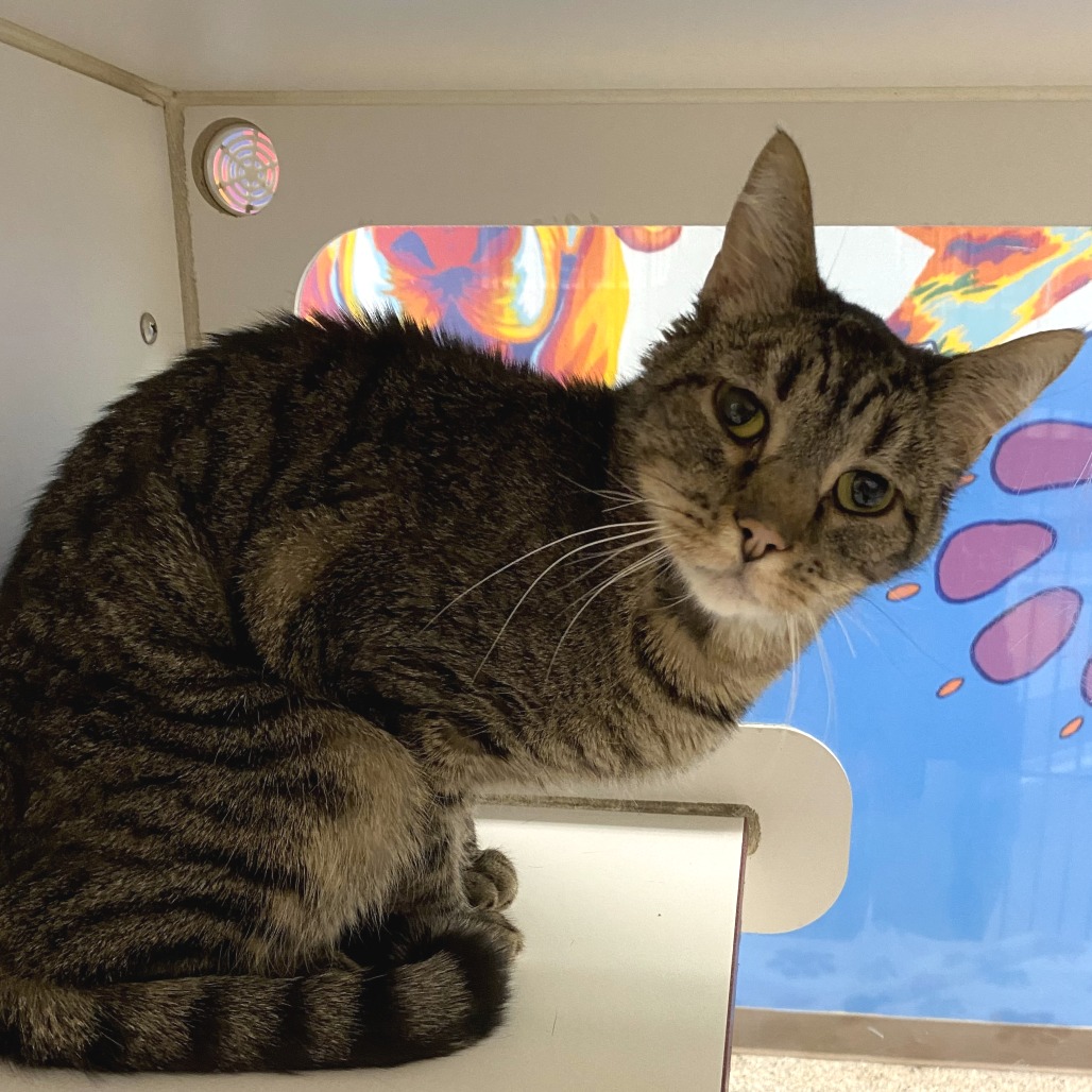 Mr. Cat